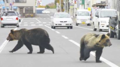 [사진] 일본, 야생 곰 도심 출몰