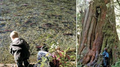 산림기획 - 숲은 생명이다 ② 곰과 연어를 품은 캐나다 온대우림