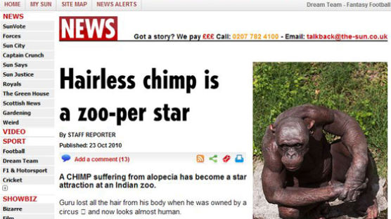[사진] 동물원의 스타로 등장한 털 없는 침팬지