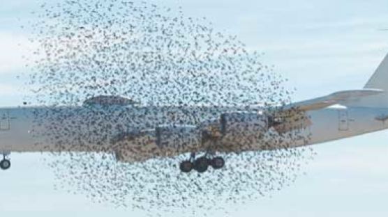 [사진] 새에 포위된 미 해군기 무사 착륙