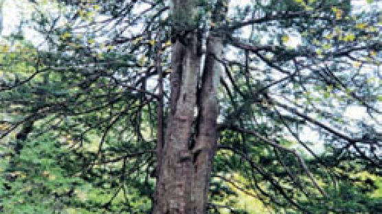 백두대간 숲 속 100살 넘은 ‘큰나무’ 800여 그루 찾았다