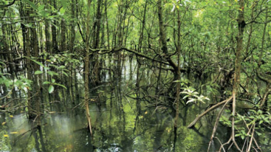 산림기획 - 숲은 생명이다 ④ 다양한 생물이 공존하는 캄보디아