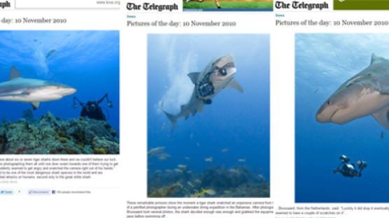 [사진] 수중 카메라 낚아챈 무시무시한 타이거 상어