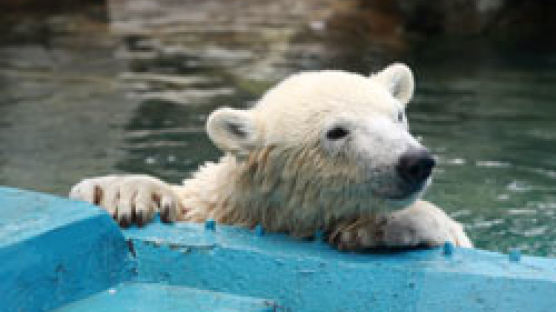 한국 온 북극곰 '삼손'이의 운명