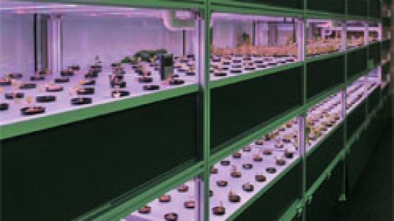 포스코건설, LED 이용 식물농장 선보여