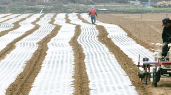 [사진] 겨울 농사 준비에 바쁜 들녘