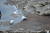 뿔제비갈매기 [사진 국립생태원]