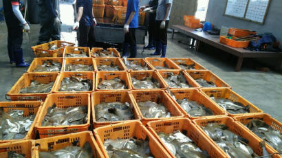 경북 포항서 양식어류 집단 폐사…폭염에 바닷물도 달궈져