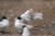 뿔제비갈매기 어린 새가 날갯짓을 하고 있다. 부화된지 23일째 모습이다.[사진 국립생태원]
