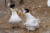 전남 영광 무인도에서 번식에 성공한 뿔제비갈매기. 어린 새가 부화된 지 이틀째 모습이다.[사진 국립생태원]