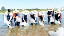 강(江)에서도 치어 방류해 기르는 어업이 대세… 파주 임진강 20년 방류사업 효과 '톡톡'