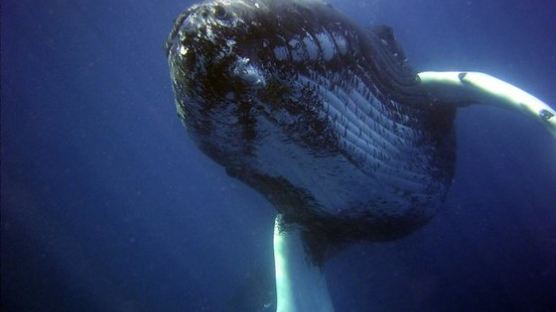 [강찬수의 에코 파일] 고래 Whales