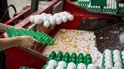 유럽 '살충제 달걀' 일파만파, 한국도 알 가공품 판매 중단 조치
