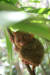 손바닥만 한 크기의 원숭이 ‘타르시어’. [사진 필리핀항공]