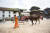 지난 8일 &#39;가이자트라&#39; 축제가 열린 네팔의 수도 카트만두에서 한 남성이 소를 끌고 가고 있다. &#39;가이자트라 축제&#39;는 &#39;소 축제&#39;로 네팔 사람들은 소가 영혼을 천국으로 보내준다고 믿는다. [신화=연합뉴스]