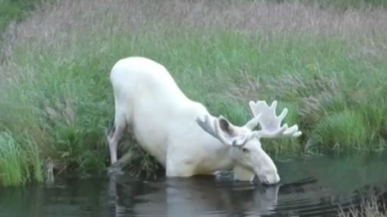 신화 속 흰사슴 ‘백록’ 스웨덴서 포착 