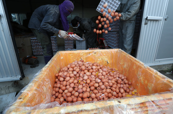경기도 남양군청 직원들이 15일 오후 살충제에 들어가는 '피프로닐' 성분이 검출된 한 농가의 계란들을 수거, 폐기하고 있다. 남양주=최승식 기자