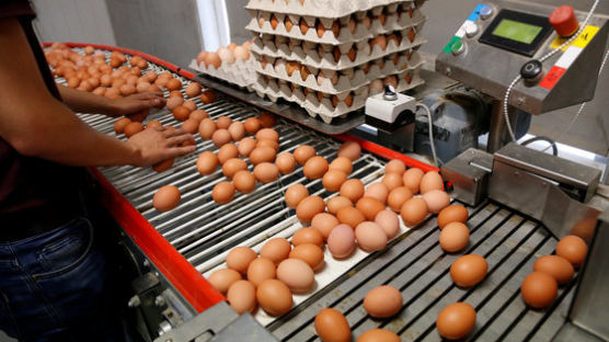 [속보] 국내산 달걀서도 살충제 성분 검출…정부 "오늘 0시부터 모든 농장 달걀 출하 중지"