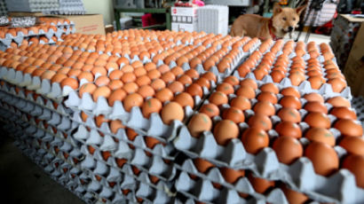 '살충제 계란' 사태, 1년 전 예견...황교익 "정부, 변명 쉽지 않을 것"