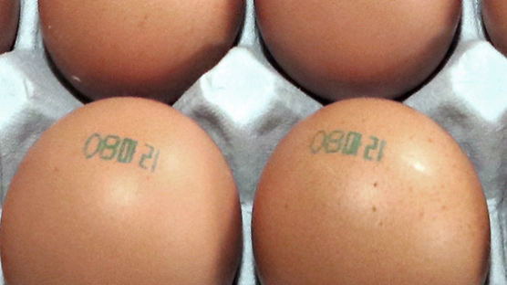 ‘08마리’ 표식 ‘살충제 계란 주의보’ 여전히 유효 