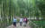 울산시 태화강변 십리대숲. [사진 울산시]