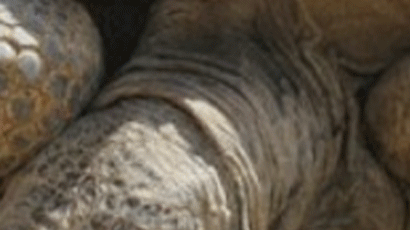 일본 오사카 동물원 탈출한 거북이에 현상금 514만원 