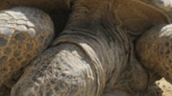 일본 오사카 동물원 탈출한 거북이에 현상금 514만원 
