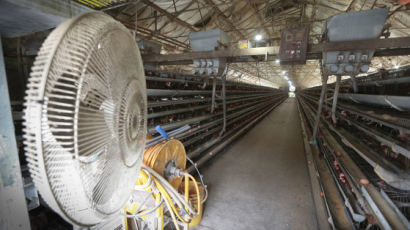 경기도 살충제 성분 검출 계란 생산 농가 17곳으로 늘어