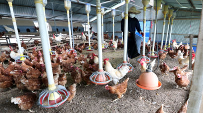 닭장 벽 없앤 ‘동물복지’ 농장엔 살충제 계란 없다