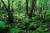 원시림에 가깝게 보존되고 있는 환상숲 곶자왈. [사진 제주관광공사]