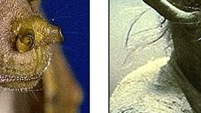스타워즈 ‘요다’ 닮은 박쥐, 신종으로 확인돼 