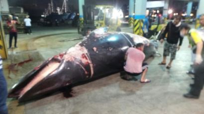 [사진]울산 앞바다서 그물에 걸린 죽은 밍크고래 발견