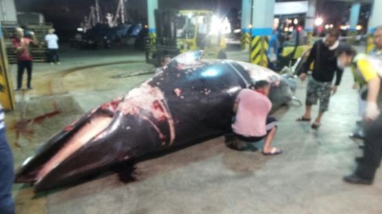 [사진]울산 앞바다서 그물에 걸린 죽은 밍크고래 발견