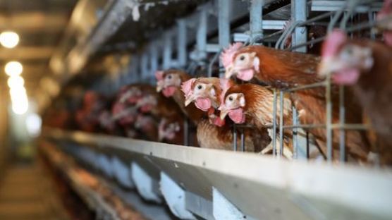 닭 사육 공간 마리당 25~66% 넓어진다…경기도 '가축행복농장' 추진 