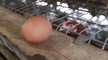 난각 코드 없는 '살충제 계란'도 시중 유통