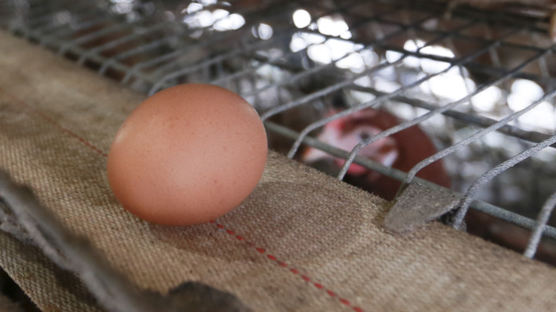 난각 코드 없는 '살충제 계란'도 시중 유통