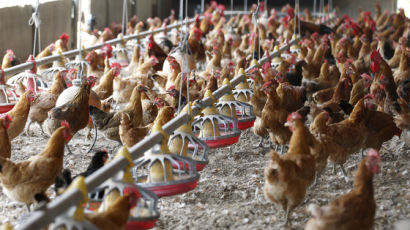 닭·계란서 DDT 검출된 농장주 "문닫고 '환경재앙 교육장'으로 활용"