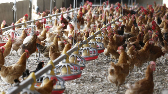 닭·계란서 DDT 검출된 농장주 "문닫고 '환경재앙 교육장'으로 활용"