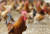 지난 17일 계란에서 DDT(디클로로디페닐트라클로로에탄) 성분이 검출됐던 경북 영천시 도동의 한 재래닭 사육농장에서 이번에는 닭에서도 잔류 허용치를 넘어서는 DDT 성분이 검출됐다. 23일 농장주 이몽희씨는 “사육 중인 닭과 유통을 중단한 계란을 전량 폐기할 계획”이라고 밝혔다. 또 “계란과 닭 모두 DDT 성분이 검출된 만큼 토양이 오염됐다는 결과가 나오면 농장 운영은 그만두겠다”고 말했다. 23일 농장의 재래닭이 평소와 다름없이 생활하고 있다. 프리랜서 공정식