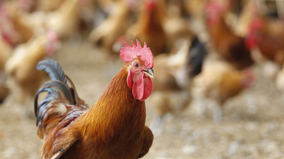 계란에 이어 닭고기까지…정부, 닭고기 DDT 검사 전국 농장으로 확대
