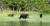 캐나다 유콘은 철창없는 동물원이다. 유콘 여행 중에 마주칠 지도 모르는 엄마곰과 아기곰 가족.[사진 Ruby Range Adventure Ltd]