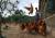 산란계 방사장에서 닭들이 모래밭 위를 활보하고 있다. 오종택 기자