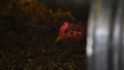 [서소문사진관]닭이야 독수리야? 친환경에서 자란 '닭수리'