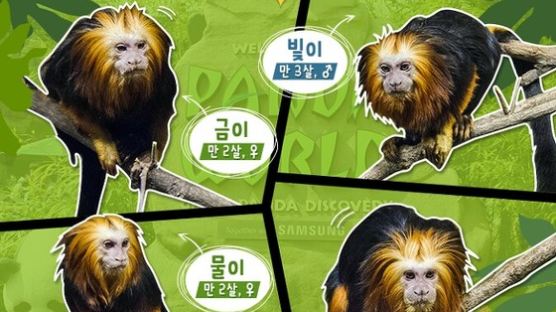 사춘기 황금머리사자타마린 원숭이 4마리 얽히고 설킨 사랑과 전쟁