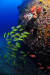 필리핀 수심 25미터에 있는 난파선 알마제인. 노후된 난파선이 화려한 고기들의 살림터로 화했다. [사진 박동훈]