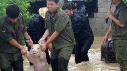 쓰촨성 수해현장서 구조된 '시선 강탈' 아기 돼지