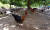 살충제 성분인 플루페녹수론이 검출된 전북 김제의 한 방목형 산란계 농장에서 21일 닭들이 풀을 뜯고 있다. 이 농장주는 "친환경적인 시설에서 닭들을 풀어놓고 키웠는데 살충제가 검출됐다니 황당할 따름"이라며 안타까움을 토로했다. [사진 연합뉴스]