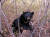 지리산에서 살고 있는 반달가슴곰 [중앙포토]. 