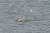쇠제비갈매기가 안동호에서 먹이를 잡고 있다. [사진 안동시]