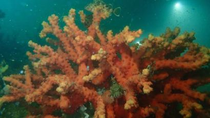 다도해 무인도에서 멸종위기 산호 서식지 발견